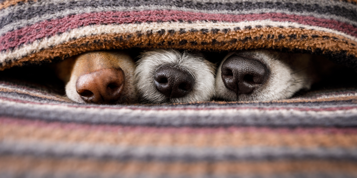 Pet Essentials